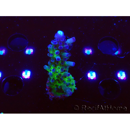 WYSIWYG - RAH Acropora tortuosa