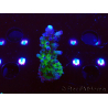WYSIWYG - RAH Acropora tortuosa