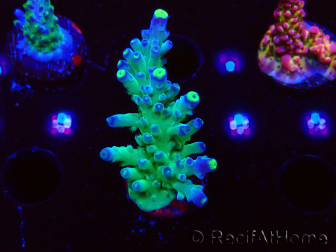 WYSIWYG RAH Acropora Rose Gold