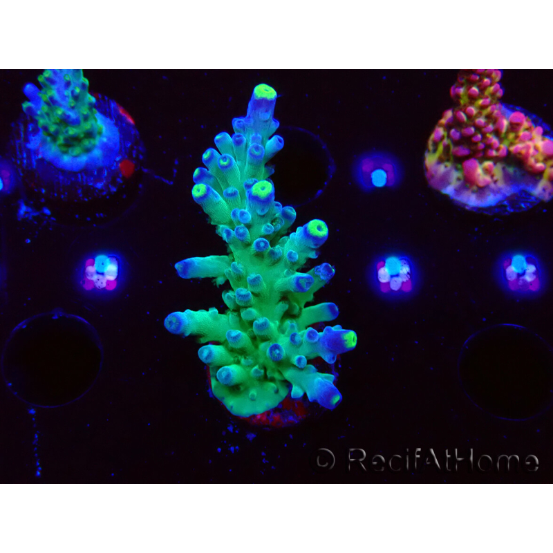 WYSIWYG RAH Acropora Rose Gold