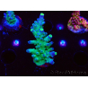 WYSIWYG RAH Acropora Rose Gold
