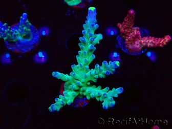 WYSIWYG LR Acropora austera Yellow Tips 5F7