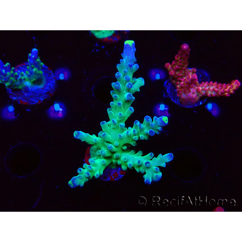 WYSIWYG LR Acropora austera Yellow Tips 5F7