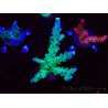 WYSIWYG LR Acropora austera Yellow Tips 5F7