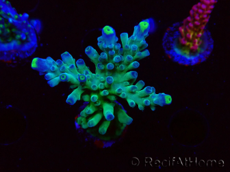 WYSIWYG LR Acropora austera Yellow Tips 5F10