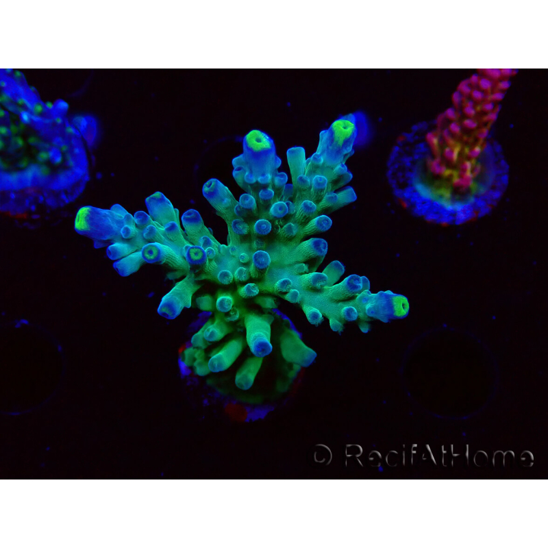 WYSIWYG LR Acropora austera Yellow Tips 5F10