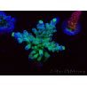 WYSIWYG RAH Acropora Rose Gold
