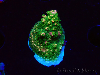 WYSIWYG RAH Acropora abrotanoides Pink Tips