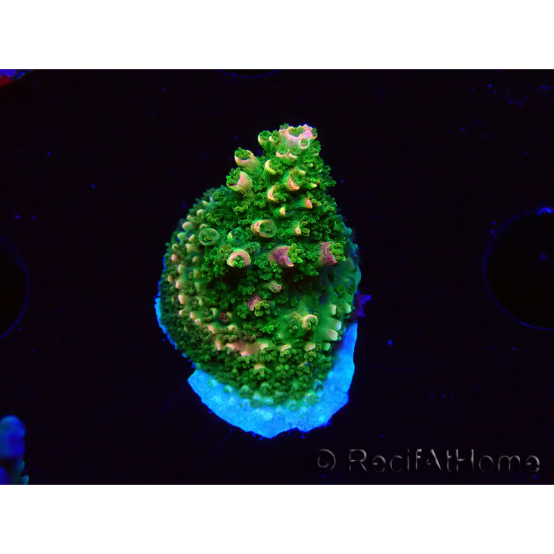 WYSIWYG RAH Acropora abrotanoides Pink Tips