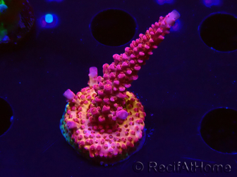 WYSIWYG - Acropora PC Rainbow 5I6