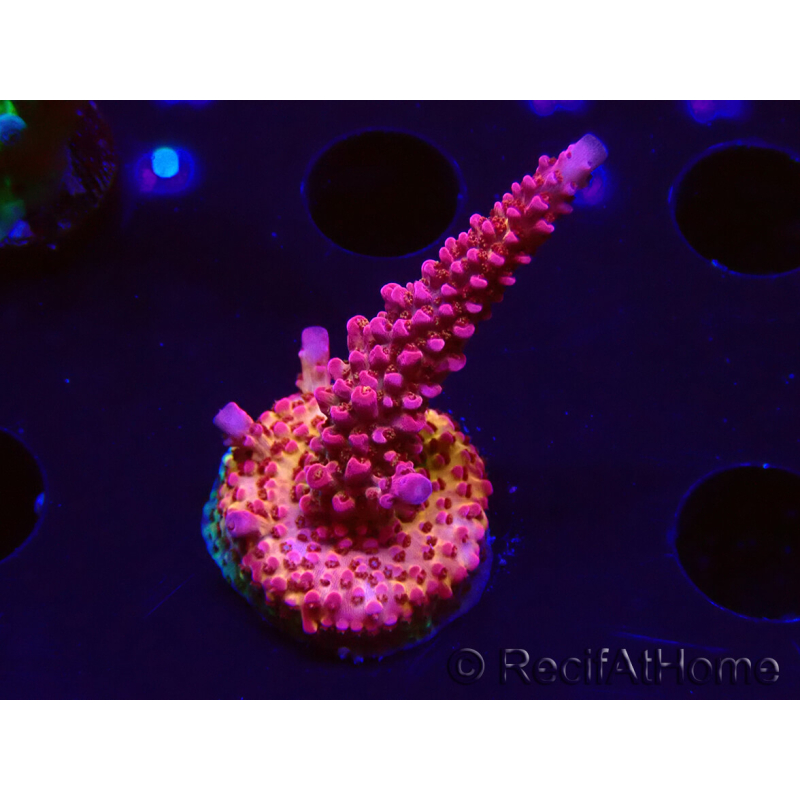WYSIWYG - Acropora PC Rainbow