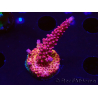 WYSIWYG - Acropora PC Rainbow