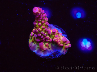 WYSIWYG - Acropora PC Rainbow 5I8