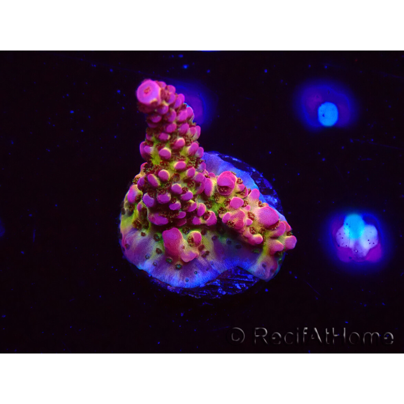 WYSIWYG - Acropora PC Rainbow 5I8