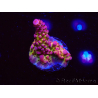 WYSIWYG - Acropora PC Rainbow 5I8