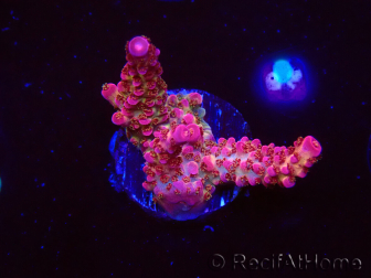 WYSIWYG - Acropora PC Rainbow 5I9