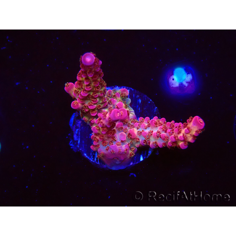 WYSIWYG - Acropora PC Rainbow 5I9