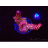 WYSIWYG - Acropora PC Rainbow