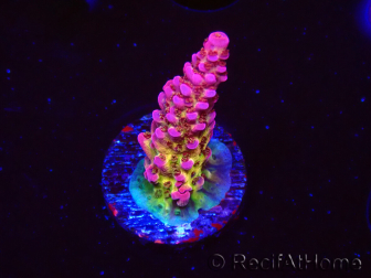 WYSIWYG - Acropora PC Rainbow 5I10
