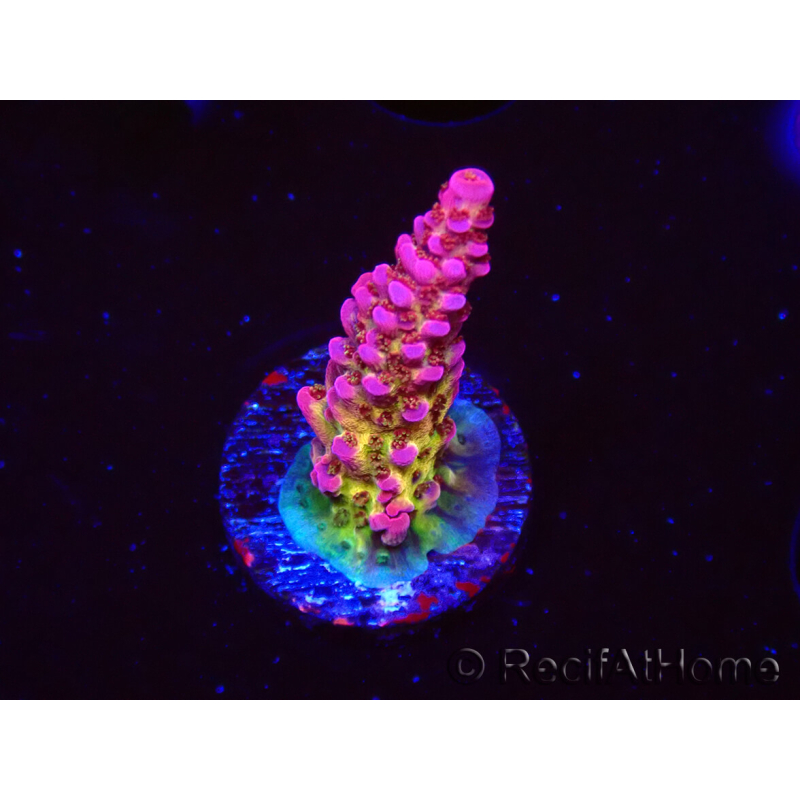 WYSIWYG - Acropora PC Rainbow