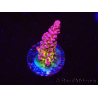 WYSIWYG - Acropora PC Rainbow