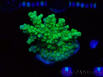 WYSIWYG RAH Acropora Hematoma