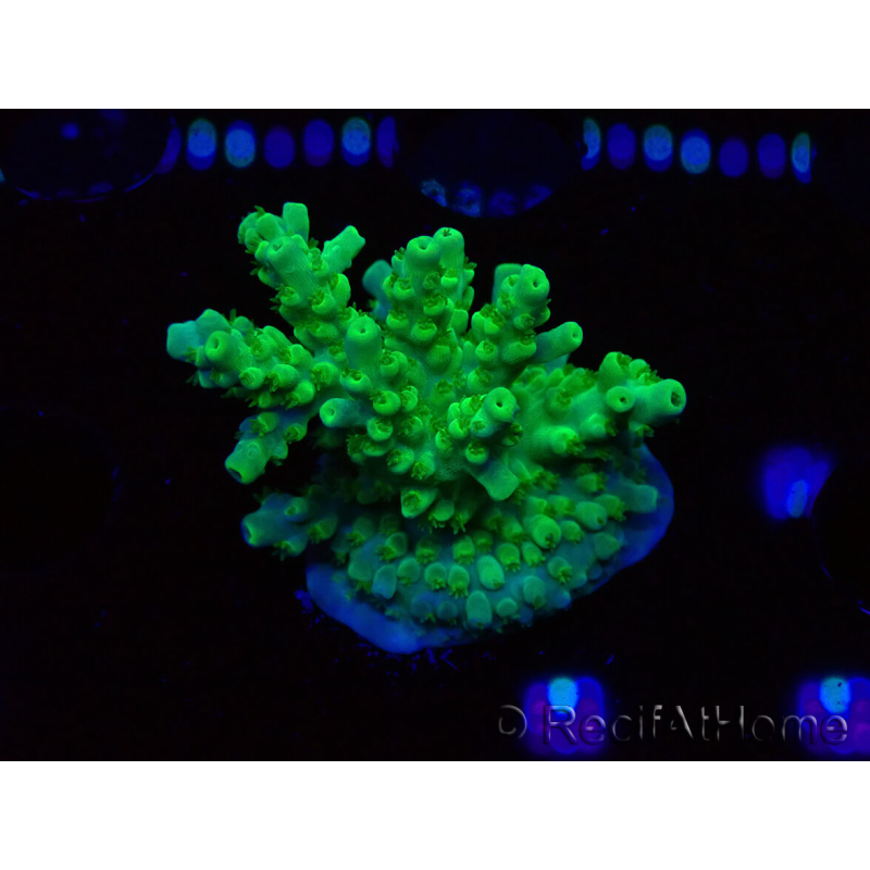 WYSIWYG RAH Acropora Hematoma