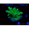 WYSIWYG RAH Acropora Hematoma