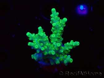 WYSIWYG RAH Acropora Hematoma