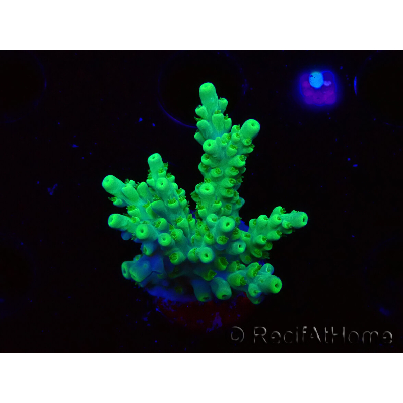 WYSIWYG RAH Acropora Hematoma 5J5