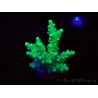 WYSIWYG RAH Acropora Hematoma 5J5