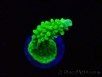 WYSIWYG Acropora yongei Geen Slimer