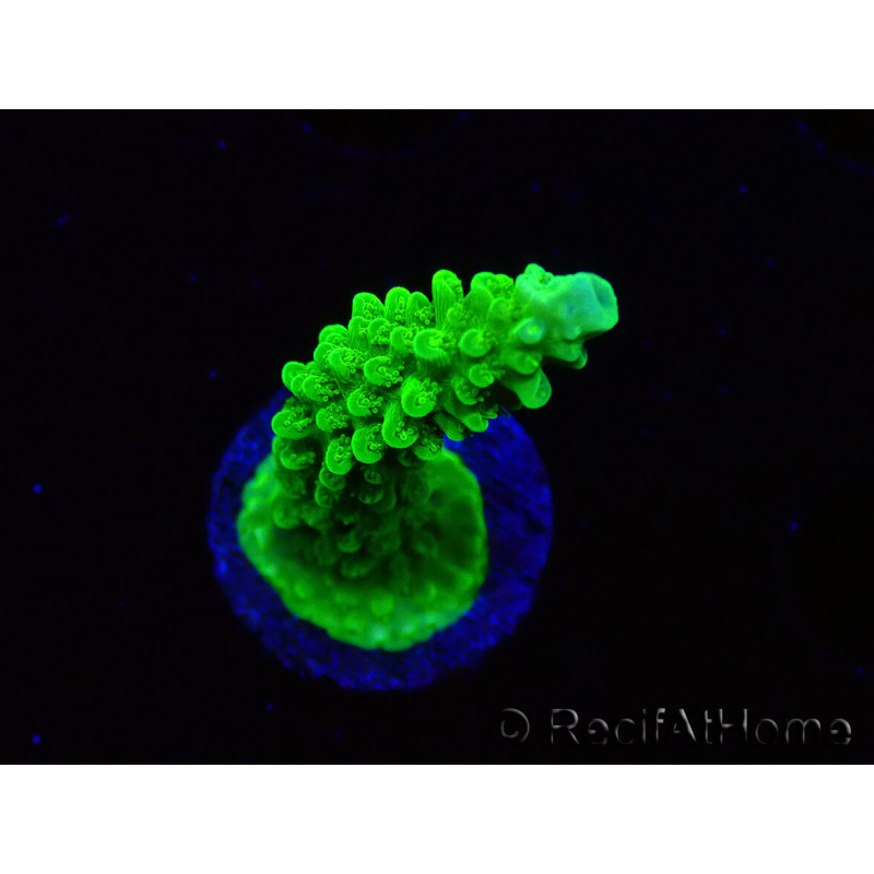 WYSIWYG Acropora yongei Geen Slimer 5J7