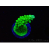WYSIWYG Acropora yongei Geen Slimer 5J7