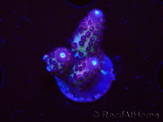 WYSIWYG RAH Acropora Rainbow Mango 5K1
