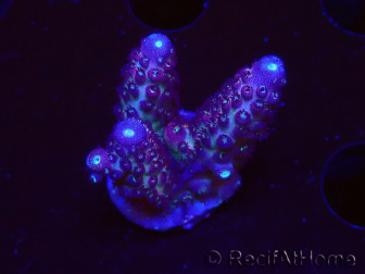 WYSIWYG RAH Acropora Rainbow Mango