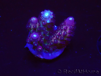 WYSIWYG RAH Acropora Rainbow Mango 5k5