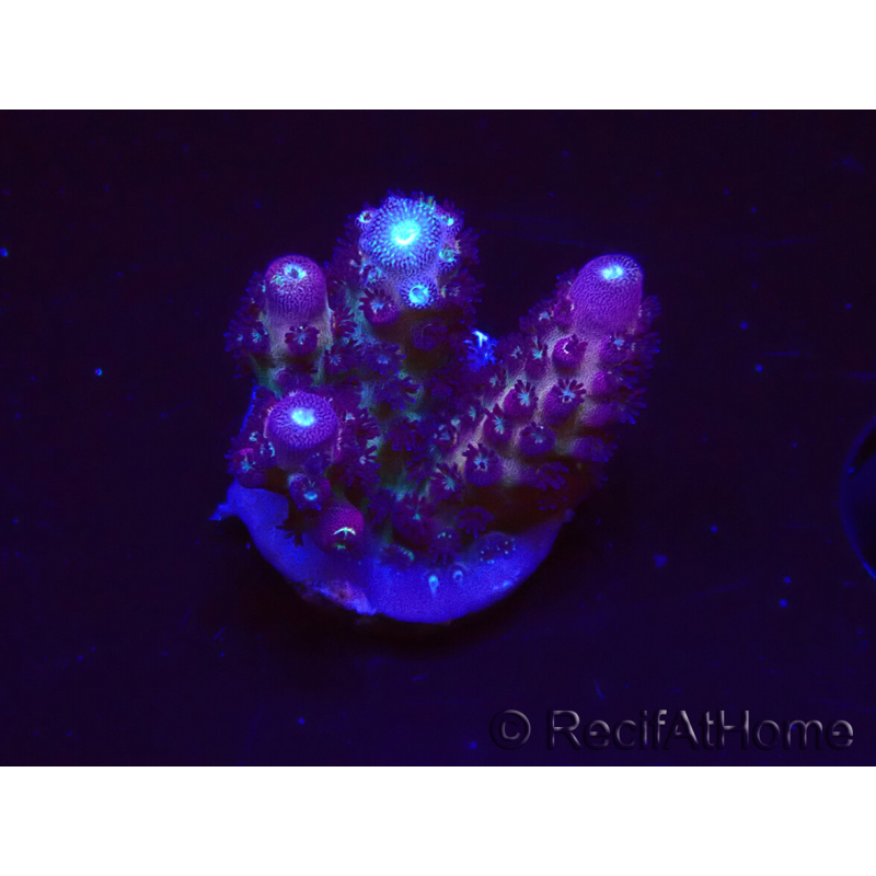 WYSIWYG RAH Acropora Rainbow Mango 5k5