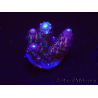 WYSIWYG RAH Acropora Rainbow Mango 5k5