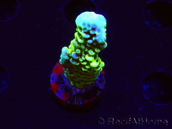 WYSIWYG - CB Incredible Hulk Montipora GRAFTED 5L4