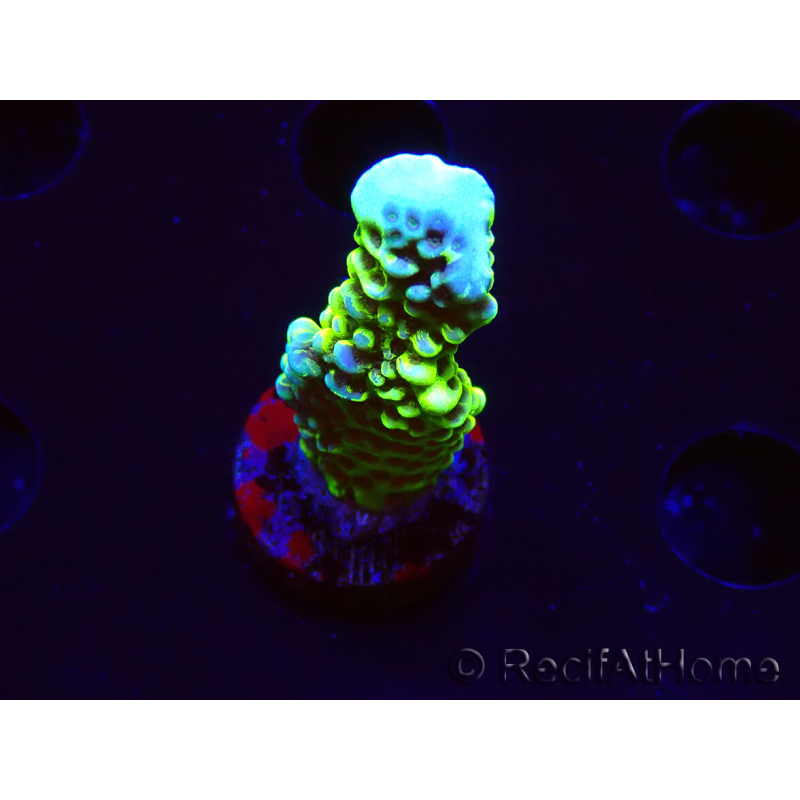 WYSIWYG - CB Incredible Hulk Montipora GRAFTED 5L4