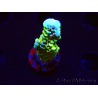 WYSIWYG - CB Incredible Hulk Montipora GRAFTED 5L4