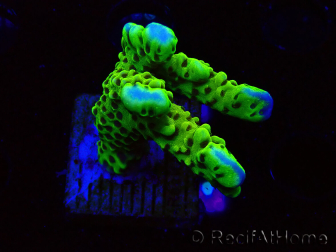 WYSIWYG - CB Incredible Hulk Montipora 5L7