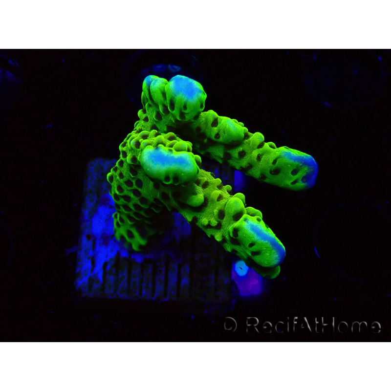 WYSIWYG - CB Incredible Hulk Montipora