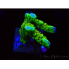 WYSIWYG - CB Incredible Hulk Montipora