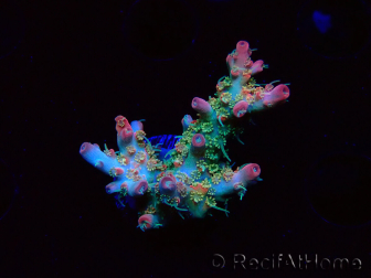 WYSIWYG RAH Acropora Strawberry Ice 5M1