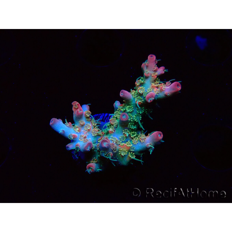 WYSIWYG RAH Acropora Strawberry Ice