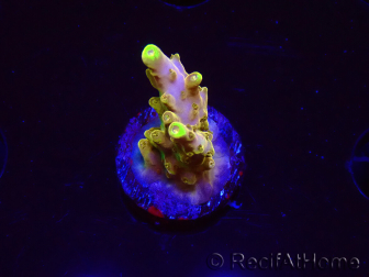 WYSIWYG RAH Acropora Gold Finger 5N1