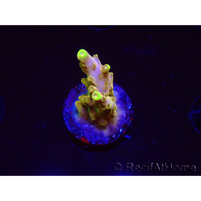 WYSIWYG RAH Acropora Gold Finger 5N1
