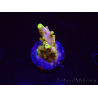 WYSIWYG RAH Acropora Gold Finger